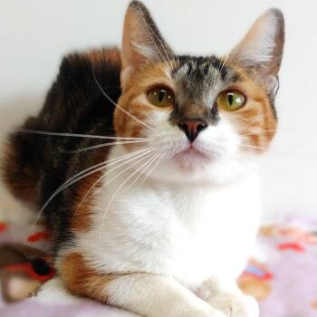 Rescue Domestic Short Hair Cats for Adoption in Belmont, New York - MJ | PetCurious