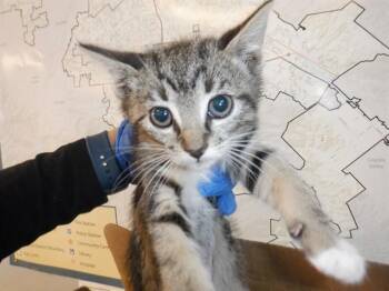 Domestic Short Hair Cats Available for Adoption in San Jose, California - A1408006 | PetCurious