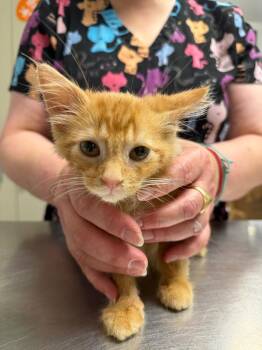 King -  Domestic Medium Hair Cat for Adoption in Trenton, New Jersey - King | PetCurious
