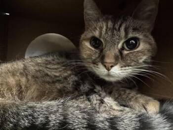 Domestic Short Hair Cats Available for Adoption - BELL | PetCurious