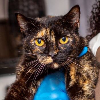 Katherine -  Domestic Short Hair Cat for Adoption in Hattiesburg, Mississippi - Katherine | PetCurious