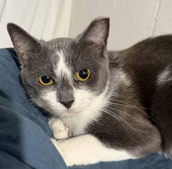 Ava -  Domestic Short Hair Cat for Adoption in Cuyahoga Falls, Ohio - Ava | PetCurious
