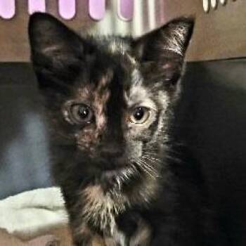 Hazel -  Domestic Short Hair Cat for Adoption in Fairfax Station, Virginia - Hazel | PetCurious