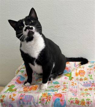 Domestic Short Hair Cats Available for Adoption - MIKE | PetCurious