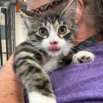Penelope -  Domestic Long Hair Cat for Adoption in Midland, Texas - Penelope | PetCurious