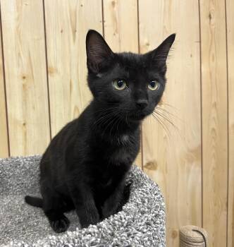 Void -  Domestic Short Hair Cat for Adoption in Mckenzie, Tennessee - Void | PetCurious