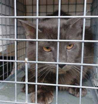 Domestic Short Hair Cats Available for Adoption in Fort Lauderdale, Florida - WOLFIE | PetCurious