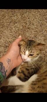 Maggie -  American Shorthair Cat for Adoption in Forney, Texas - Maggie | PetCurious