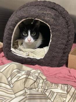 Rescue Domestic Short Hair Cats for Adoption in West Chester, Pennsylvania - Tina | PetCurious