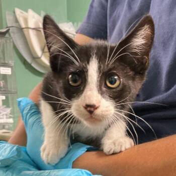 IVHS-Stray-141487 -  Domestic Short Hair Cat for Adoption in San Gabriel, California - IVHS-Stray-141487 | PetCurious