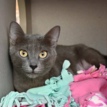 Pearline -  Domestic Short Hair Cat for Adoption in Seattle, Washington - Pearline | PetCurious