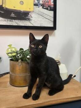 Angela -  Domestic Short Hair Cat for Adoption in Montreal, Quebec - Angela | PetCurious