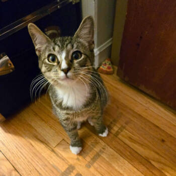 Rescue Domestic Short Hair Cats for Adoption - Stephan | PetCurious