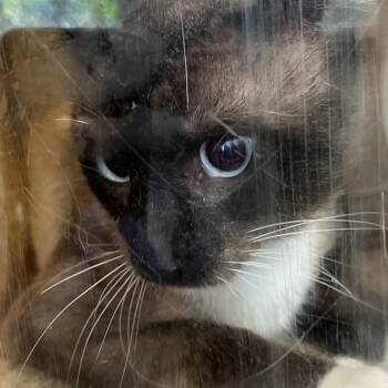 Mali -  Siamese Cat for Adoption in Philadelphia, Pennsylvania - Mali | PetCurious