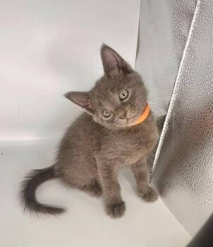 Orange -  Domestic Short Hair Cat for Adoption in Milton, Delaware - Orange | PetCurious