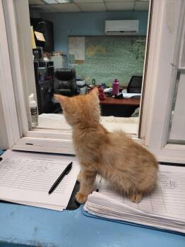 Jet: Not at the shelter (Faith) -  Domestic Medium Hair and Tabby Cat for Adoption in Rustburg, Virginia - Jet: Not At The Shelter (Faith) | PetCurious