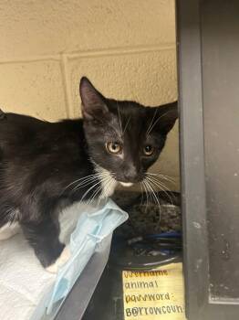 2026-09-058 -  Domestic Short Hair Cat for Adoption in Winder, Georgia - 2026-09-058 | PetCurious