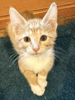 Flick -  Domestic Short Hair Cat for Adoption in Fort Collins, Colorado - Flick | PetCurious