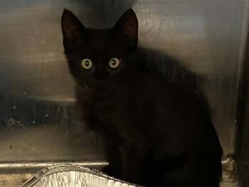 HALEY -  Domestic Short Hair Cat for Adoption in Tustin, California - HALEY | PetCurious