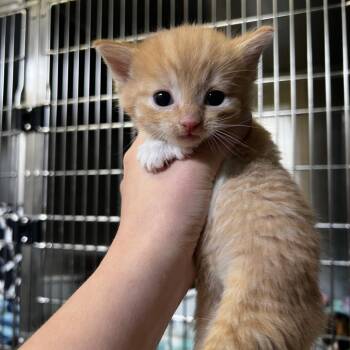 Domestic Short Hair and Manx Cats Available for Adoption in Harrisville, West Virginia - Beau | PetCurious