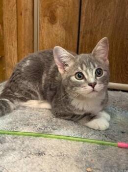 Peach -  Domestic Short Hair Cat for Adoption in Everett, Washington - Peach | PetCurious