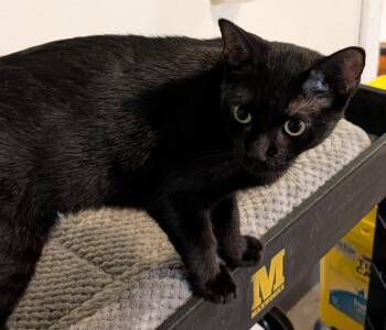 Victoria -  Bombay Cat for Adoption in Pompano Beach, Florida - Victoria | PetCurious