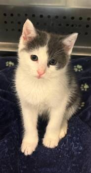 Buzz -  Domestic Short Hair Cat for Adoption in Columbia, Tennessee - Buzz | PetCurious
