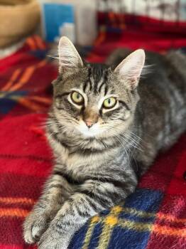 Katrina -  Domestic Medium Hair Cat for Adoption in Centreville, Virginia - Katrina | PetCurious