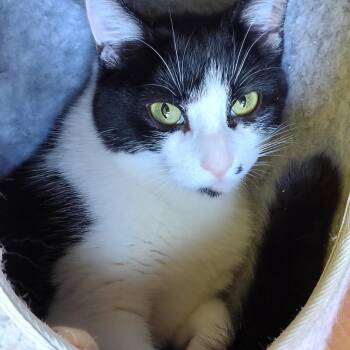 Dot -  Tuxedo and Domestic Short Hair Cat for Adoption in Montour Falls, New York - Dot | PetCurious