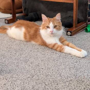 Domestic Long Hair Cats Available for Adoption - Paris Geller 55859 | PetCurious