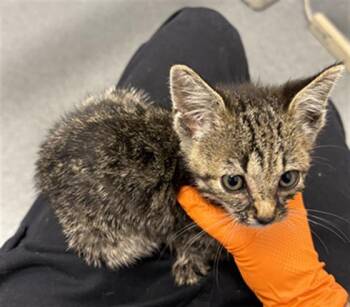 STAR -  Domestic Short Hair Cat for Adoption in Indianapolis, Indiana - STAR | PetCurious