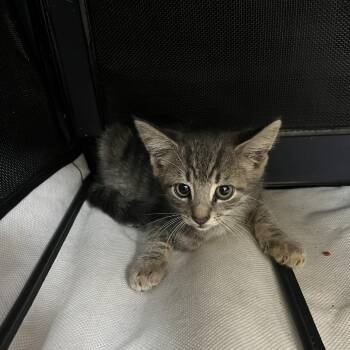 SVAS-Stray-39275 -  Domestic Short Hair Cat for Adoption in Lyndhurst, Virginia - SVAS-Stray-39275 | PetCurious