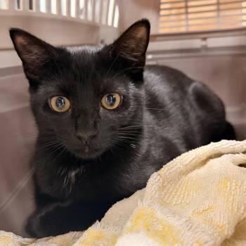 Patty -  Domestic Short Hair Cat for Adoption in Gainesville, Florida - Patty | PetCurious