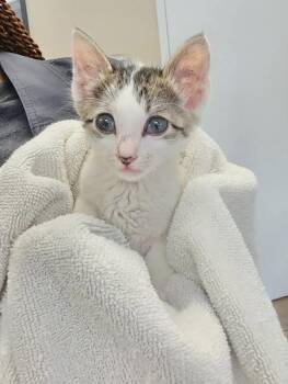 Sparkles -  Domestic Short Hair Cat for Adoption in Houston, Texas - Sparkles | PetCurious
