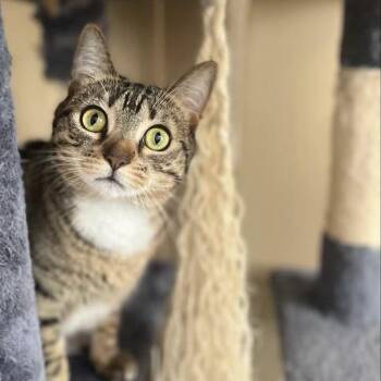 Little Girl -  Domestic Short Hair Cat for Adoption in Freeport, Florida - Little Girl | PetCurious