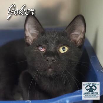 Joker -  Domestic Short Hair Cat for Adoption in Middle Township, New Jersey - Joker | PetCurious