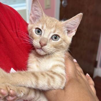 Trouble -  Domestic Short Hair Cat for Adoption in Sunrise, Florida - Trouble | PetCurious