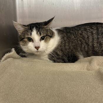 Domestic Medium Hair Cats Available for Adoption in Englewood, Florida - Pickles | PetCurious