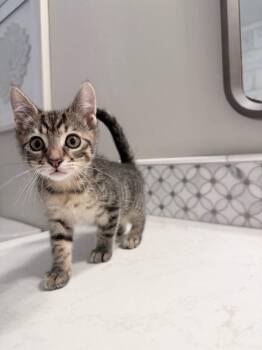 Graham 5252 -  Domestic Short Hair Cat for Adoption in Bonsall, California - Graham 5252 | PetCurious