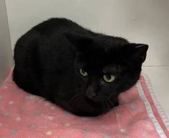 Rescue Domestic Short Hair Cats for Adoption in Cleveland, Ohio - Lil Mama | PetCurious