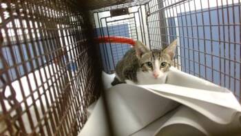 LUCAS -  Domestic Short Hair Cat for Adoption in Doral, Florida - LUCAS | PetCurious