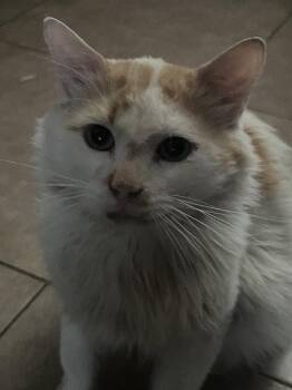 Elvis -  Siamese and Domestic Medium Hair Cat for Adoption in Glendale, Arizona - Elvis | PetCurious