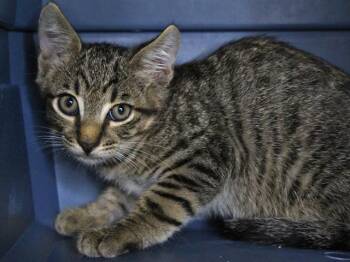 STEVEN -  Domestic Short Hair Cat for Adoption in Tallahassee, Florida - STEVEN | PetCurious