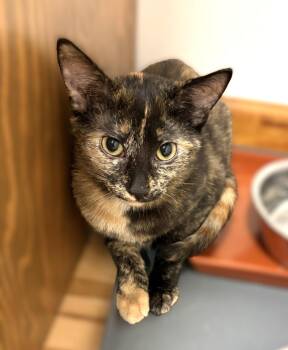 Luna 2 -  Tortoiseshell Cat for Adoption in New Albany, Ohio - Luna 2 | PetCurious