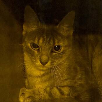 Scoobysnax -  Domestic Short Hair Cat for Adoption in Philadelphia, Pennsylvania - Scoobysnax | PetCurious