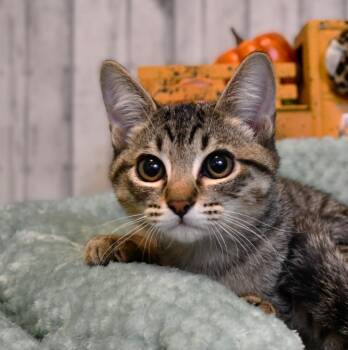 Jaxson -  Domestic Short Hair Cat for Adoption in Roanoke, Texas - Jaxson | PetCurious