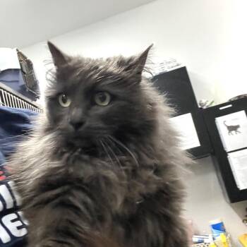 Charcoal -  Domestic Long Hair Cat for Adoption in Idaho Falls, Idaho - Charcoal | PetCurious