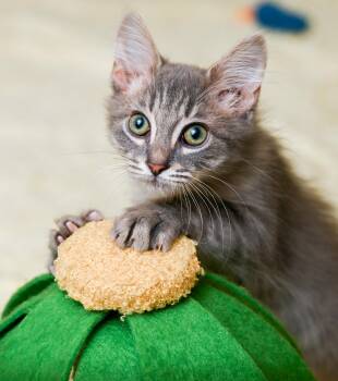 Cheerios -  Domestic Medium Hair and Tabby Cat for Adoption in Chattanooga, Tennessee - Cheerios | PetCurious