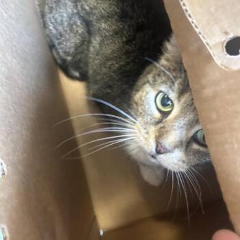Cookie Monster -  Domestic Short Hair Cat for Adoption in Philadelphia, Pennsylvania - Cookie Monster | PetCurious