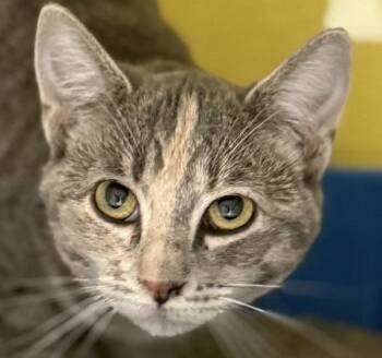 Domestic Short Hair Cats Available for Adoption in Golden, Colorado - Eleanor | PetCurious